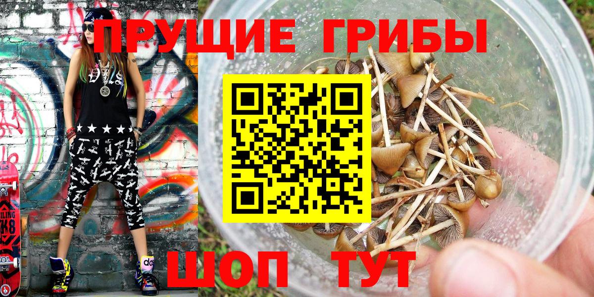 Волхов  Галлюциногенные грибы мицелий  Вход с VPN  Галлюциногенные грибы прущие грибы 